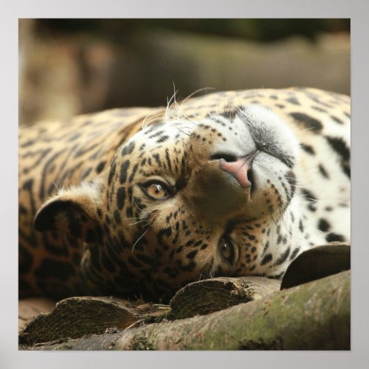 Poster Repose de Jaguar (Devant)