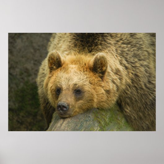 Poster Repose de l'ours Brown (Devant)
