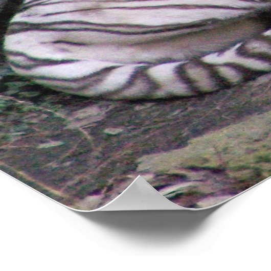 Poster Repose de régal (Coin)