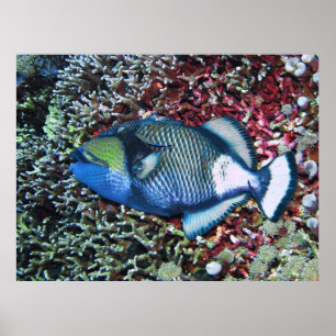 Poster Repose de Titan