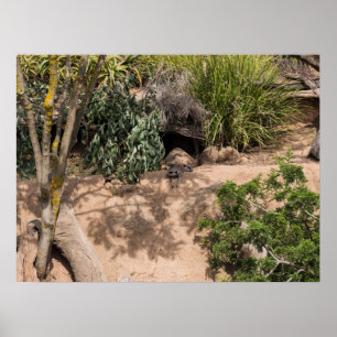 Poster Repose des Meerkats dans la faune de l'habitat nat