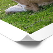Poster Repose des vaches dans le pâturage (Coin)