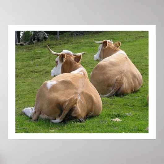 Poster Repose des vaches dans le pâturage (Devant)
