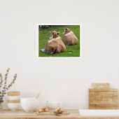 Poster Repose des vaches dans le pâturage (Cuisine)