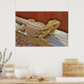 Poster Repose du dragon barbu 2 (Cuisine)