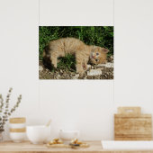 Poster Repose Tabby Baby (Cuisine)