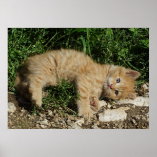 Poster Repose Tabby Baby