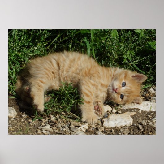 Poster Repose Tabby Baby (Devant)