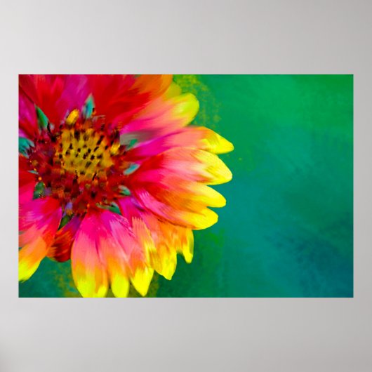 Poster Représentation artistique de la fleur Indian Blank (Devant)