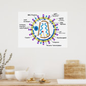 Poster Représentation schématique d'un diagramme VIH-Viri (Cuisine)