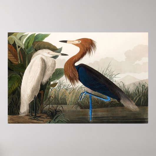 Poster Reproduction de Héron pourpre, 1835 Plaque CCLVI (Devant)