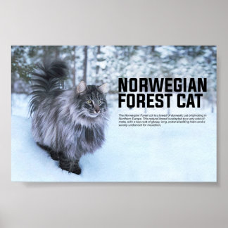 Poster Reproduction norvégienne de chats