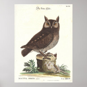 Poster Reproduction orientale de Catesby Seligman de