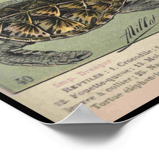 Poster Reptiles (Coin)