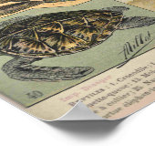 Poster Reptiles - Collection de reptiles (Coin)