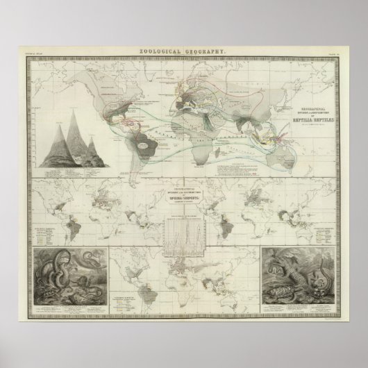 Poster Reptilia, Ophidia (Devant)