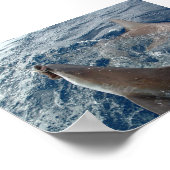 Poster Requin (Coin)