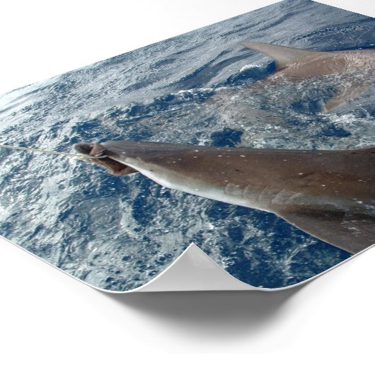 Poster Requin (Coin)