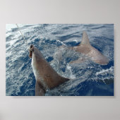 Poster Requin (Devant)