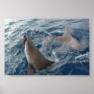 Poster Requin