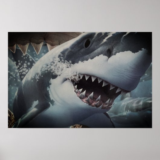 Poster Requin (Devant)