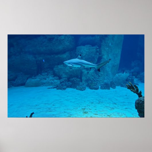 Poster Requin (Devant)
