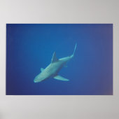 Poster requin (Devant)