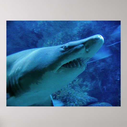 Poster Requin (Devant)