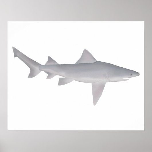 Poster Requin à bec (Devant)