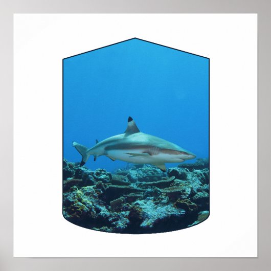 Poster Requin à pointe noire, île Yap - Conception photog (Devant)