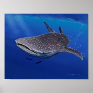 Poster Requin baleine