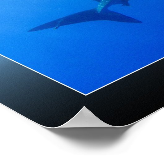 Poster Requin baleine (Coin)