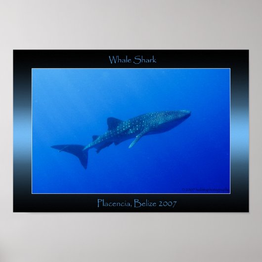 Poster Requin baleine (Devant)
