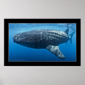 Poster Requin baleine #3 (Devant)