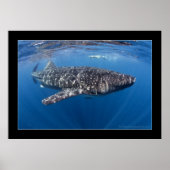 Poster Requin baleine #5 (Devant)
