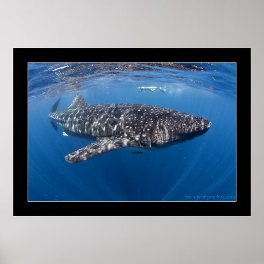 Poster Requin baleine #5 (Devant)