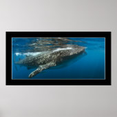 Poster Requin baleine #7 (Devant)