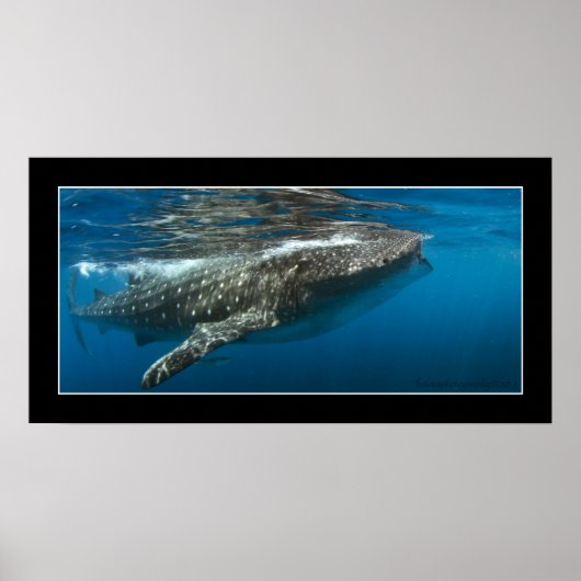Poster Requin baleine #7 (Devant)