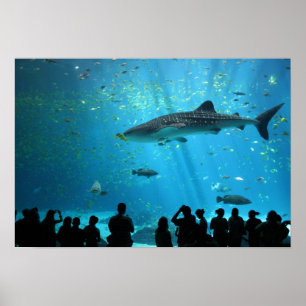 Poster requin baleine mâle