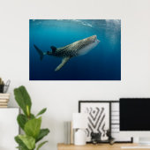 Poster Requin Baleine Natation (Bureau à domicile)