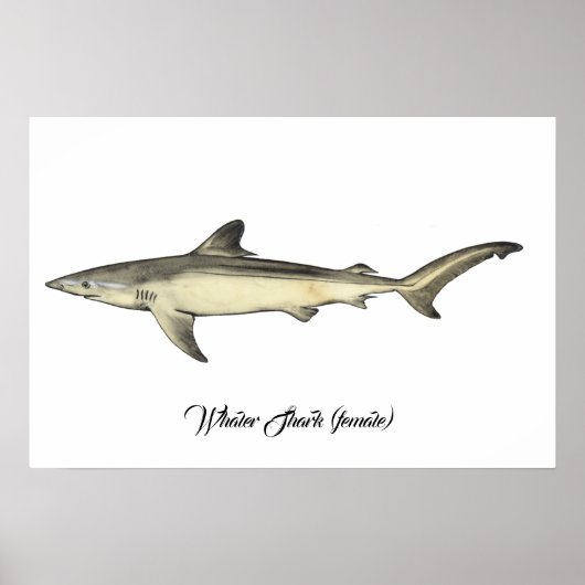 Poster Requin baleinier (femelle) (Devant)