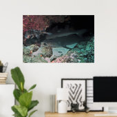 Poster Requin blanc et requin (Bureau à domicile)