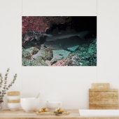 Poster Requin blanc et requin (Cuisine)