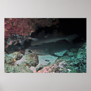 Poster Requin blanc et requin