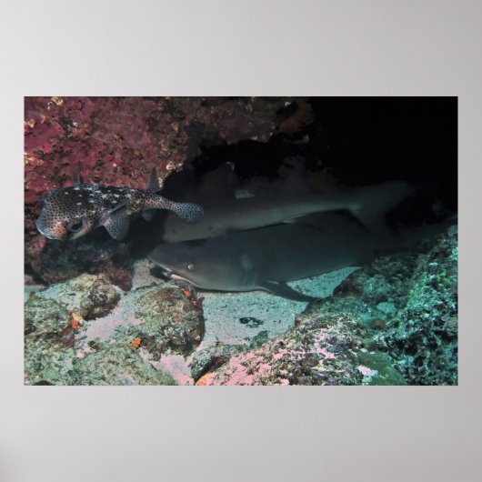 Poster Requin blanc et requin (Devant)