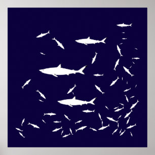 Poster requin bleu