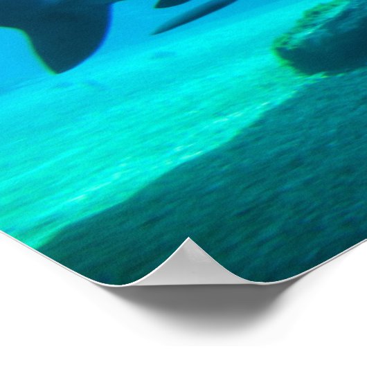 Poster Requin cendré (Carcharhinus Obscurus), Ushaka (Coin)