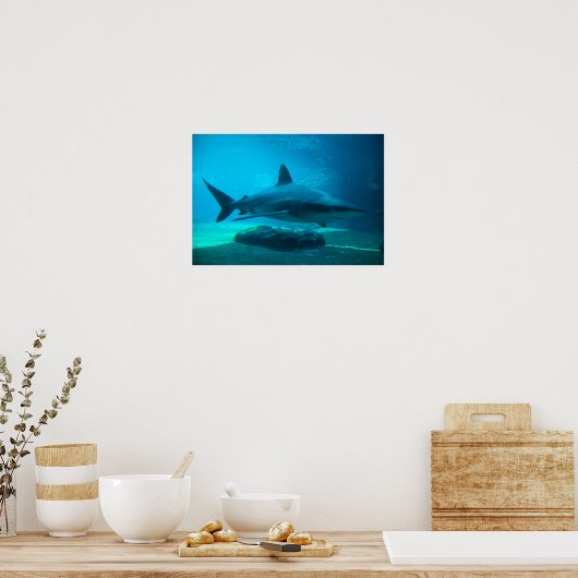 Poster Requin cendré (Carcharhinus Obscurus), Ushaka (Cuisine)