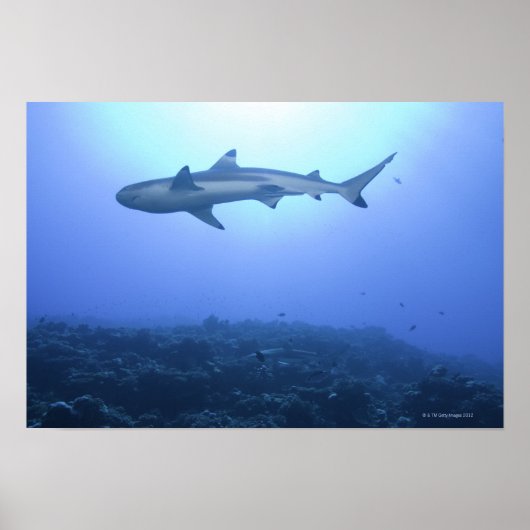 Poster Requin dans l'océan, vue à faible angle (Devant)