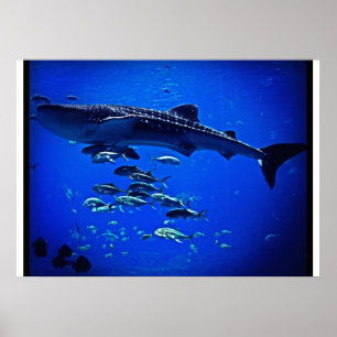 Poster Requin de baleine